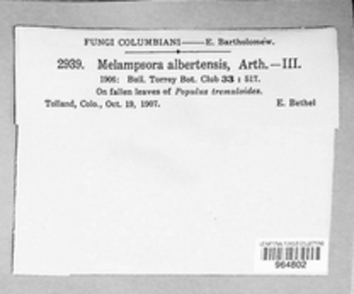 Melampsora medusae image